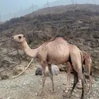 قعدان للبيع العدد اثنين حقين مناسبات