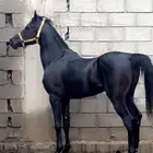 حصان ادهم كحل البيع مستعجلل