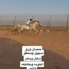 حصان سبوق وكفو