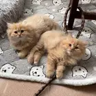 للبيع الواحد ب500 عمرهم شهرين