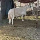 طلي فحل حري صنف الصنف وطيب جدا ومنتج