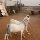 تيوس للبيع ذبايح