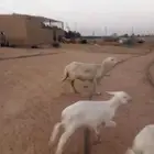 حرية متبع بطلي ورخل ( تم البيع )