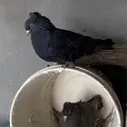 زوج تركي