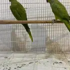 ببغاء الدره