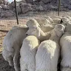 بهم تربيه نظيف على مظغوط وبرسيم وقصب
