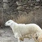 ضان مقاني حرش صنف للبيع