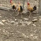 ديكه ذكران