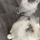 قط للبيع شيرازي اليف