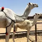 عشرا كفو