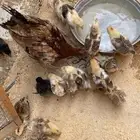 دجاج بلدي