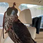 شاهين من شاهين صقر شركه نمساويه