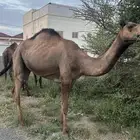 أبل للبيع
