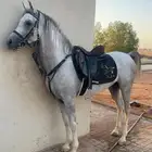 حصان عربي واهو