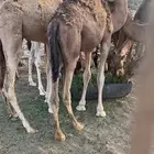 قعدان للبيع