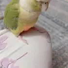 طير كينور