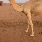 بكره باتليه مفروده