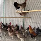 دجاج للبيع