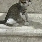 قطط للتبني