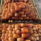 صقعي ملكي فاخررر نوادرر الصقي