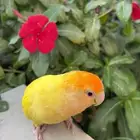 بغبغاء روز اليف