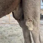 للبيع لقحه صفرا