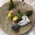 فروخ روز