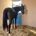 حصان شعبي ادهم