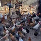 دجاج بلدي للبيع