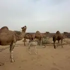 خلفات وجنب