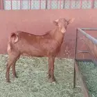 تيس ادهم فحل مشروط