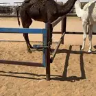 للبيع قعود قصب طايش