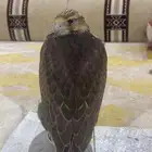 طير حر فرخ وافي للبيع انتاج العرادي