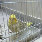 طيور كروان للبيع