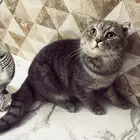 قط سكوتش فولد