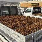 مفتل تمر