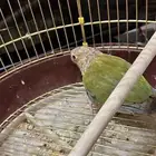 كنيور منتج محلل (تم البيع)