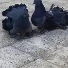 حمام رقاص للبيع جوز