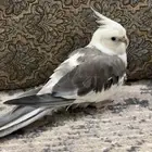 طير كروان