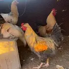 ديك براهما - دجاج براهما