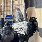 للبيع ديوك و دجاج بياض برامه كولومبي فاخر