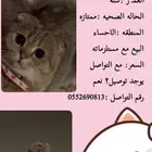 للبيع انثى