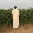 دخن. للبيع. جاهز. على الحصاد. 12. هكتار. الموقع. ساجر.