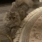 قطه انثى شيرازي