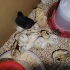 موجود صوص مع بيض مخصب