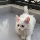 قطو شيرازي في ابها للتبني