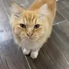 قط شيرازي للتبني