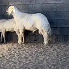 خروف فحل مشروط ثني