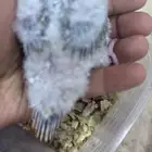 فروخ كنيور أناناس رد فاكتور