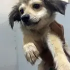 شي واوا